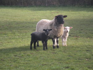 Lamb from Scottsgrove Farm Thame