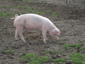 Pigs from Ridgebarn Farm Princes Risborough