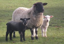 Lamb from Scottsgrove Farm