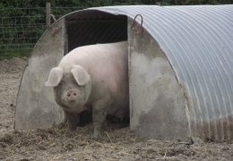 Pigs from Ridgebarn Farm